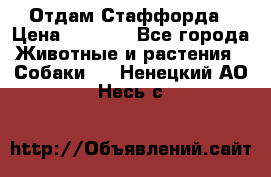 Отдам Стаффорда › Цена ­ 2 000 - Все города Животные и растения » Собаки   . Ненецкий АО,Несь с.